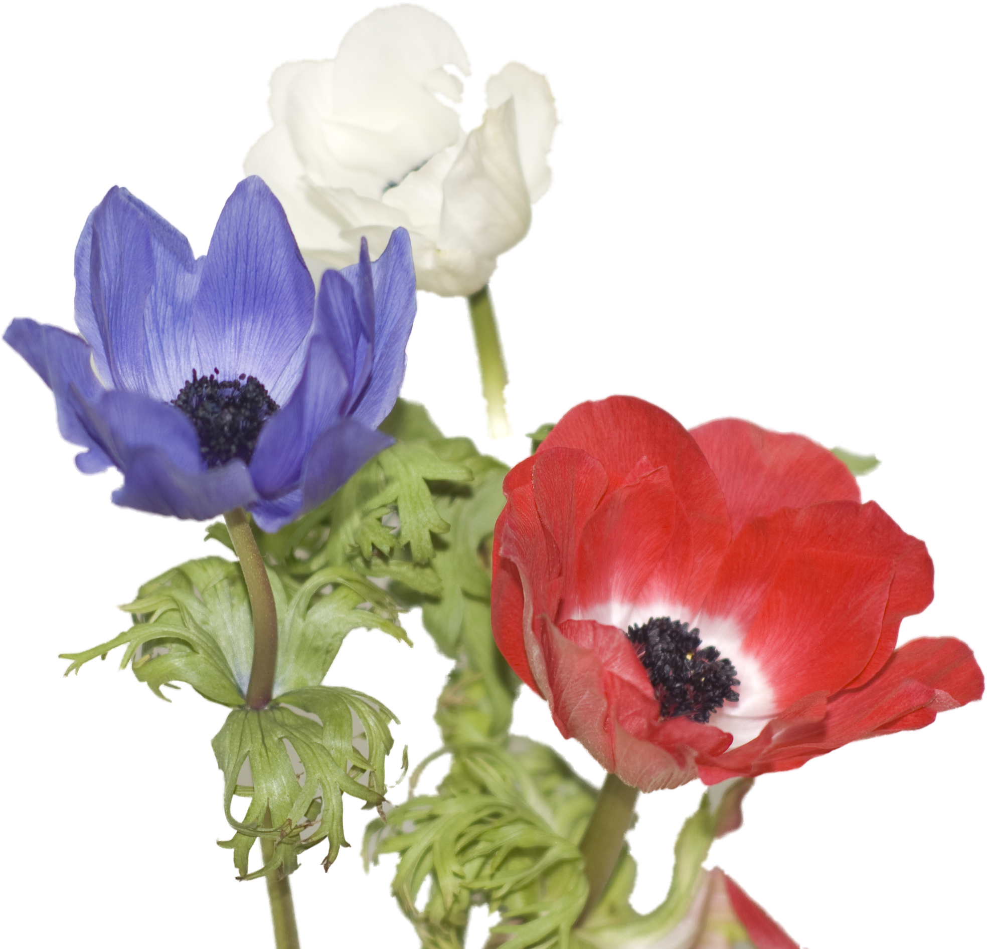 Red,white And Blue - Anemone (2163x2000), Png Download