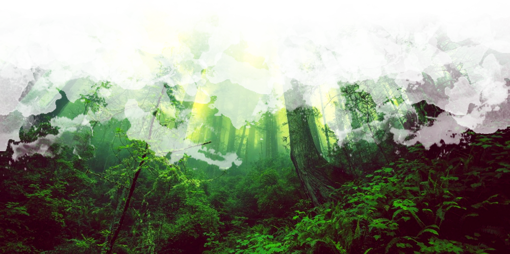 Companions Granted By Various Spells Do Not Come Along - Old-growth Forest (1000x499), Png Download