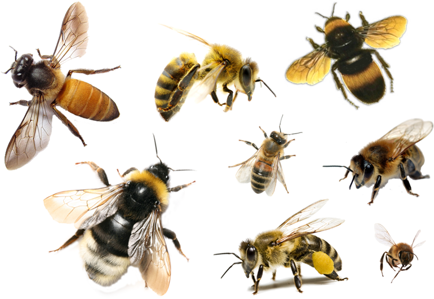 Bee Png Free Download - Grub-and-stakers Quilt A Bee (900x608), Png Download