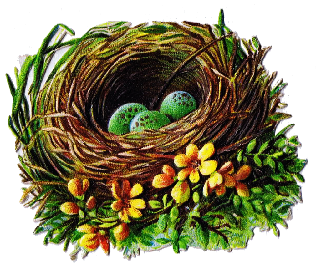Egg Clipart Bird's Nest - Vintage Birds Nest Png (1010x844), Png Download