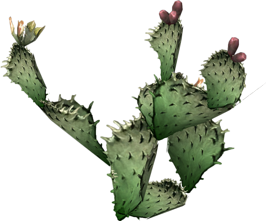 Prickly Pear Cactus - Cactus Png (900x800), Png Download