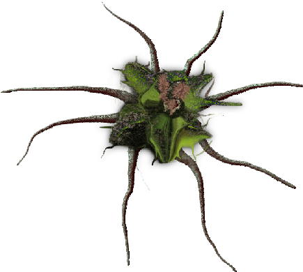 24 Mar 2009 - Spider (500x432), Png Download