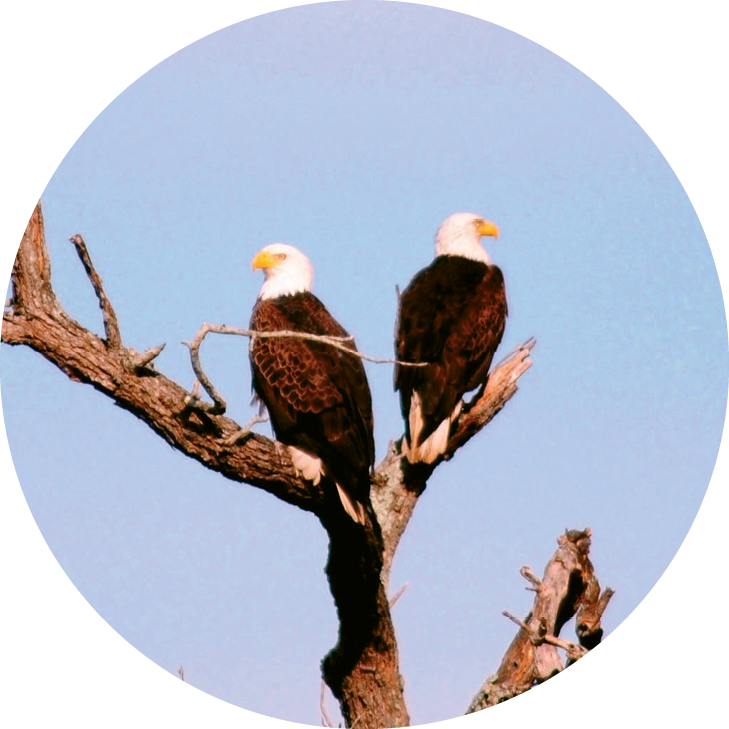 Bald Eagles Are Just A Few Of The Many Birds Found - Bald Eagle (729x729), Png Download
