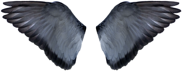 Bird Wing Png - Alas De Animales (960x639), Png Download