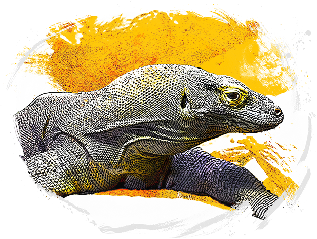 Komodo-watercolor - Komodo Energy Drink (626x471), Png Download
