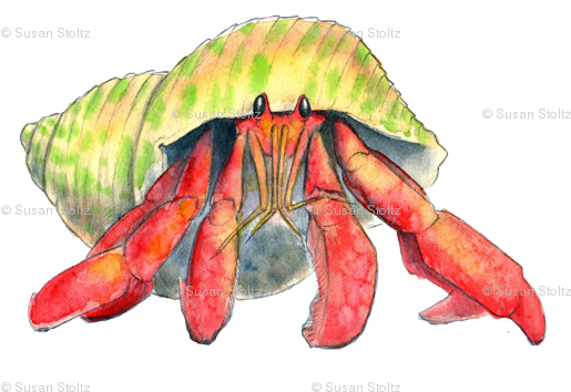 Hermit Crab Png - Hermit Crab (546x362), Png Download