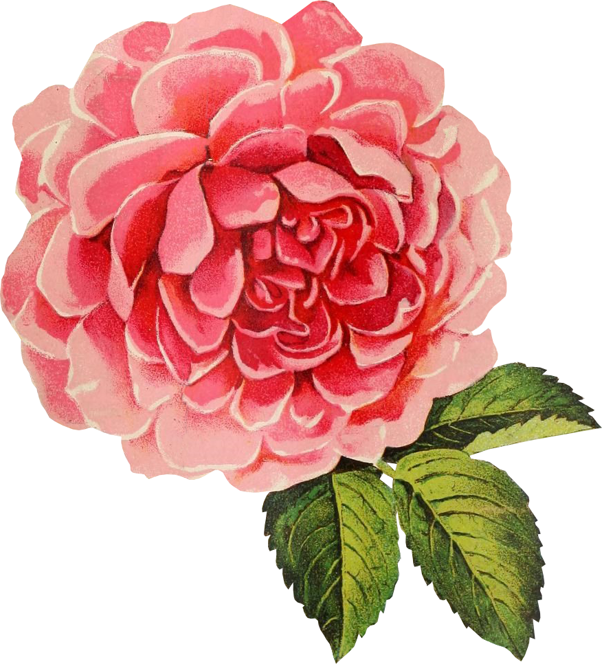 Free Graphic Friday Vine Cabbage Rose Avalon Rose Design - Rose Graphic No Background (876x966), Png Download