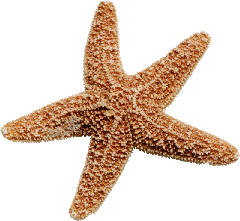 Starfish Png (800x738), Png Download