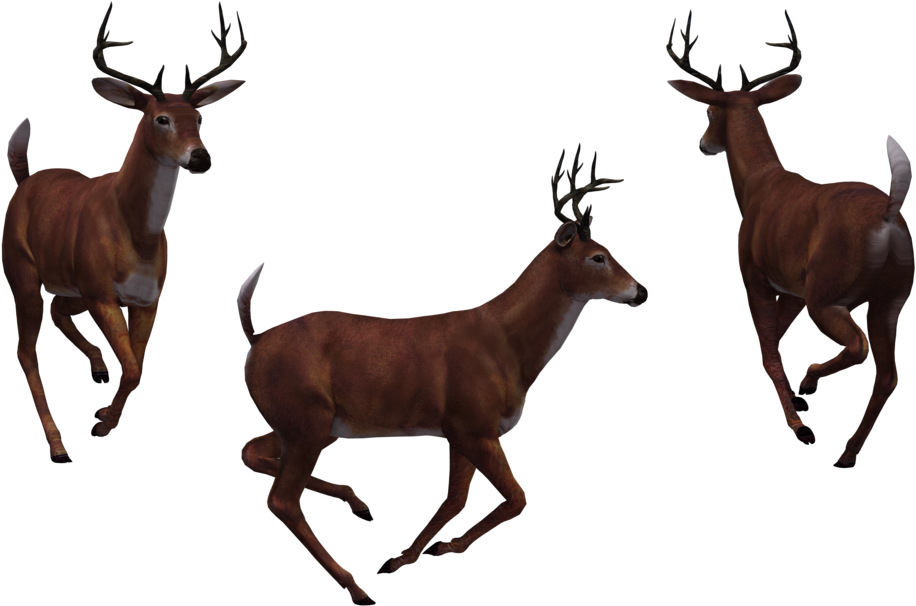 Image - Deer (1024x645), Png Download