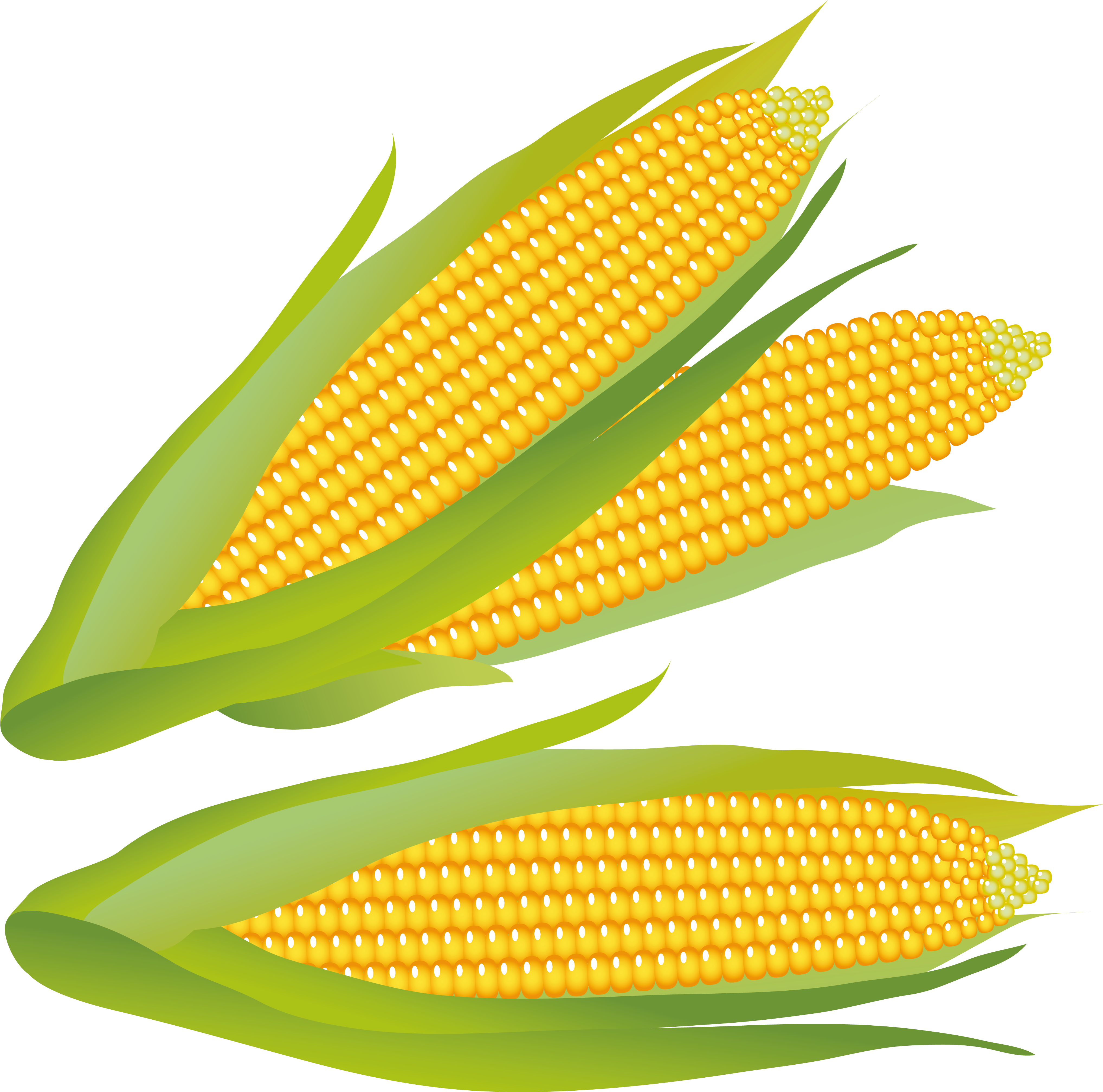Corn Clipart (4172x4125), Png Download