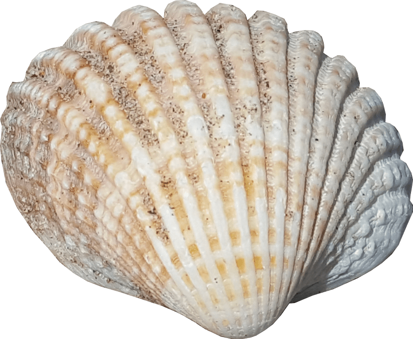 Sea Shell No Background (838x688), Png Download