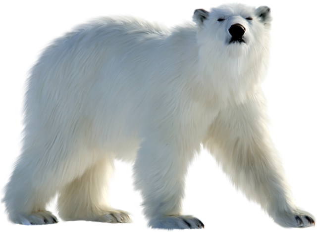 Polar Bear Png (650x486), Png Download