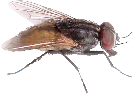 Fly Png File - House Fly (777x570), Png Download