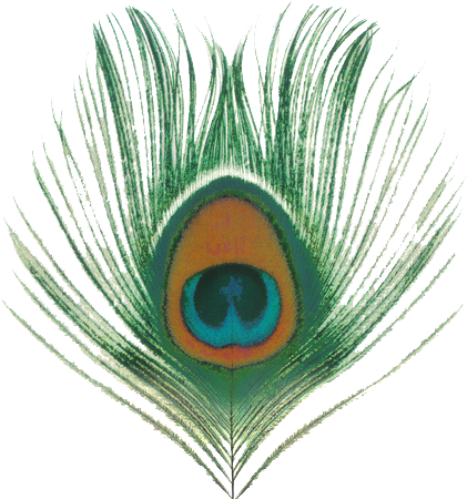 Peacock Feather Free Png Image - Peacock Feather Png File (429x451), Png Download