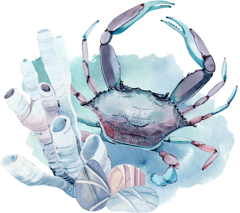 Hand Painted A Seabed Crab Png Transparent - Rote Krabben-verlobungs-party Einladung (1024x909), Png Download