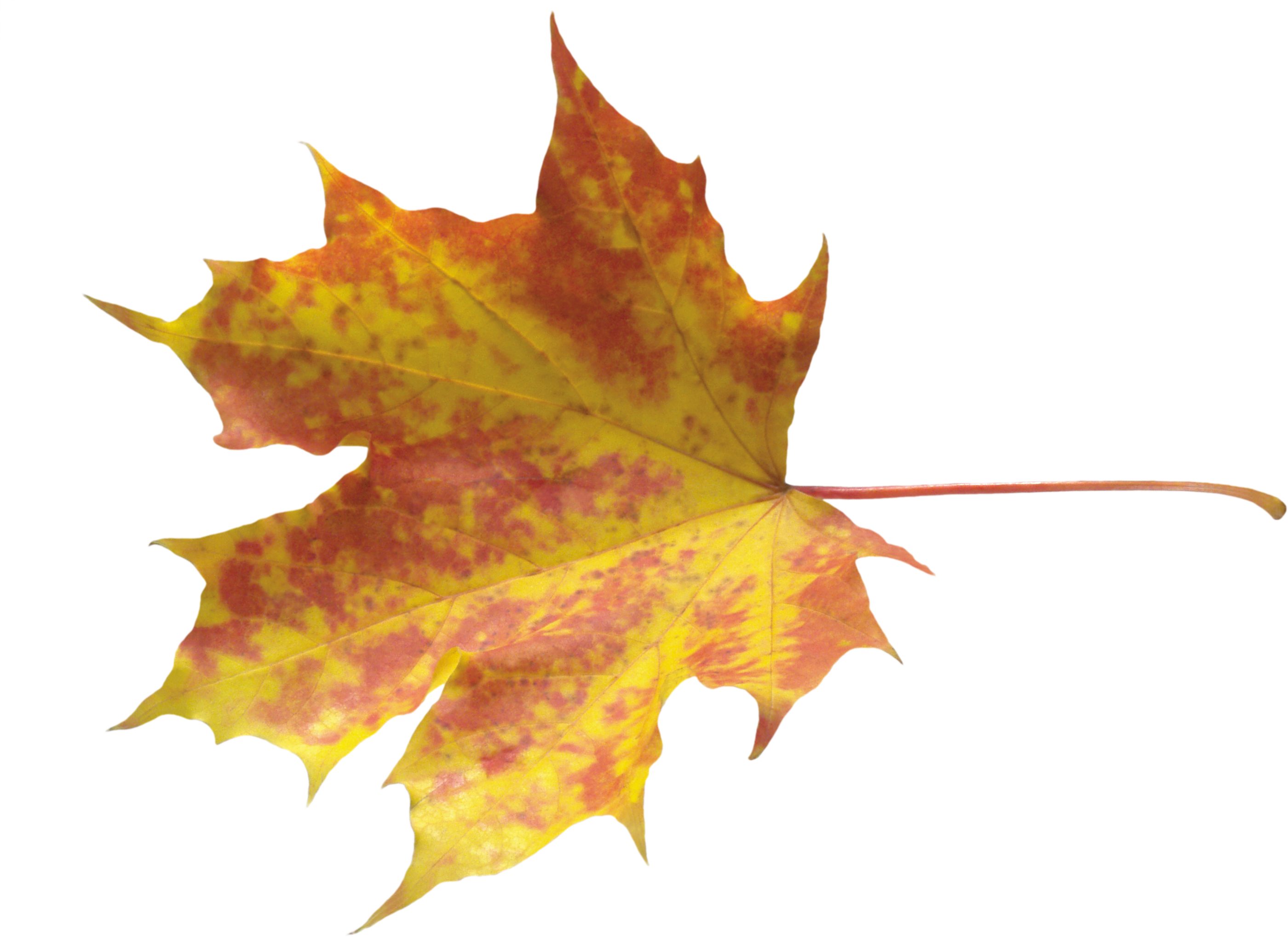 Autumn Leaves Png Image - Осенние Листочки В Png (2800x2037), Png Download