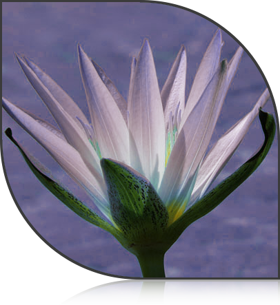 Blue Lotus Flower - Flora Y Fauna De Egipto (406x443), Png Download