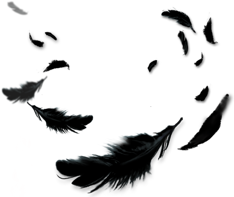Crow Feathers Png (794x681), Png Download