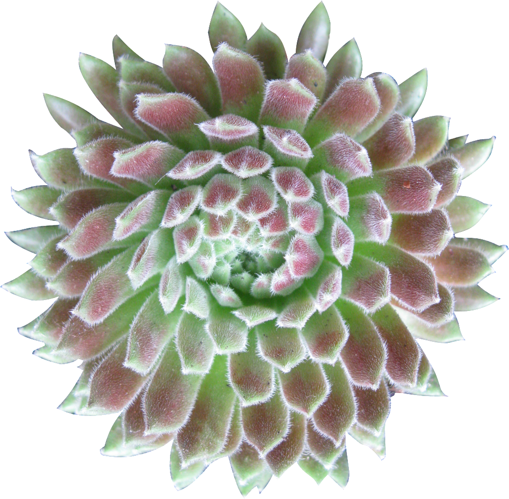 Succulent Plant (1024x1003), Png Download