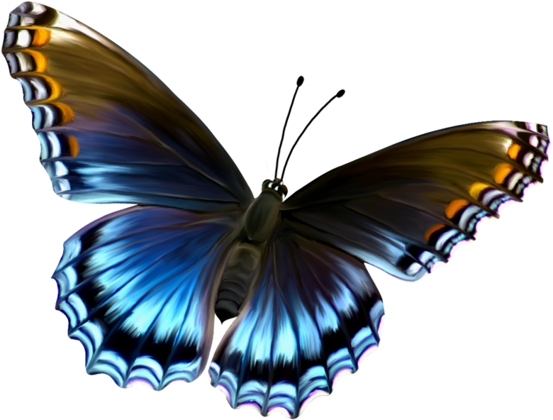 The Latest Collection Of Pictures - Butterfly Transparent (600x459), Png Download