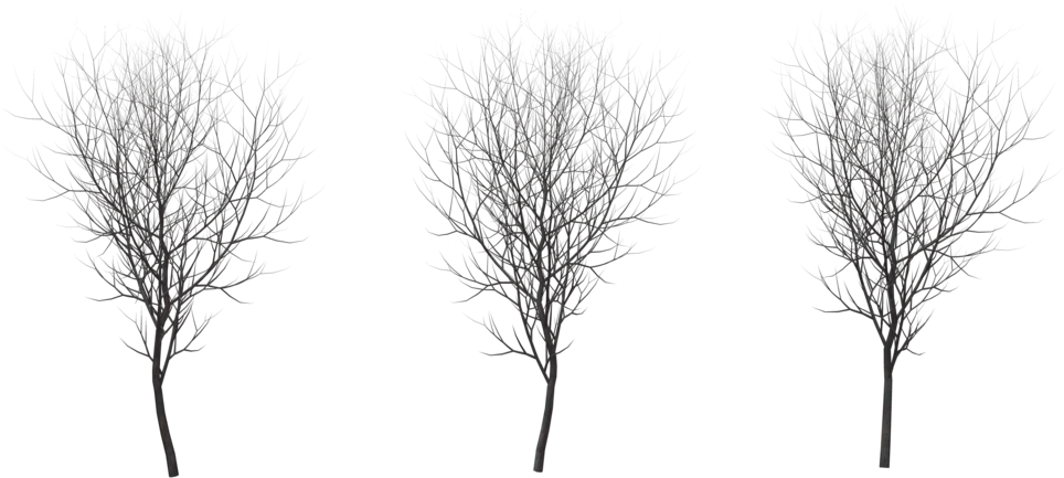 Tree Winter Png - Birch Tree Winter Png (1024x640), Png Download