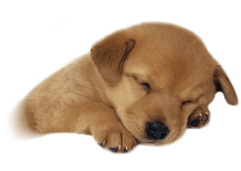 Free Png Cute Puppies Png Images Transparent - Sleeping Puppy Png (850x638), Png Download