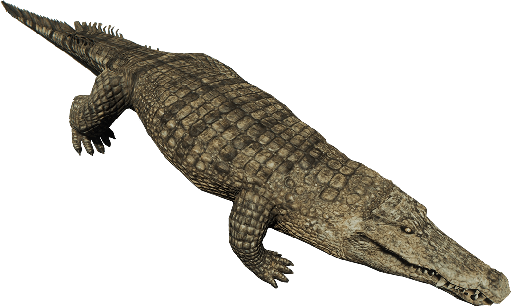 Forest Crocodile (1080x672), Png Download