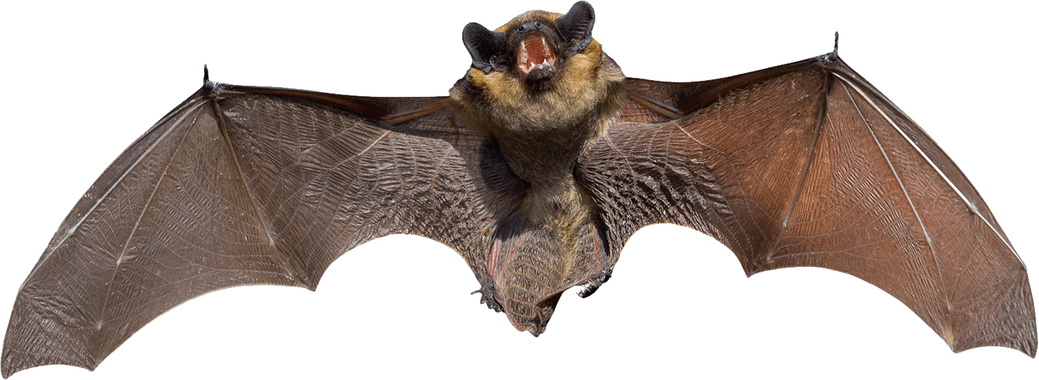 Angry Grey Bat - Bat Small (1477x541), Png Download