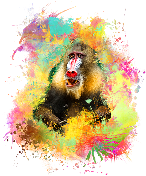 Click And Drag To Re-position The Image, If Desired - Gerahmtes Wandbild Mandrill, Fotodruck Big Box Art (528x700), Png Download