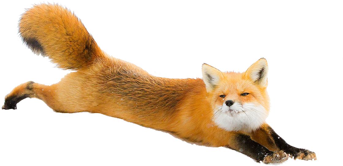 Fox Png (1200x600), Png Download