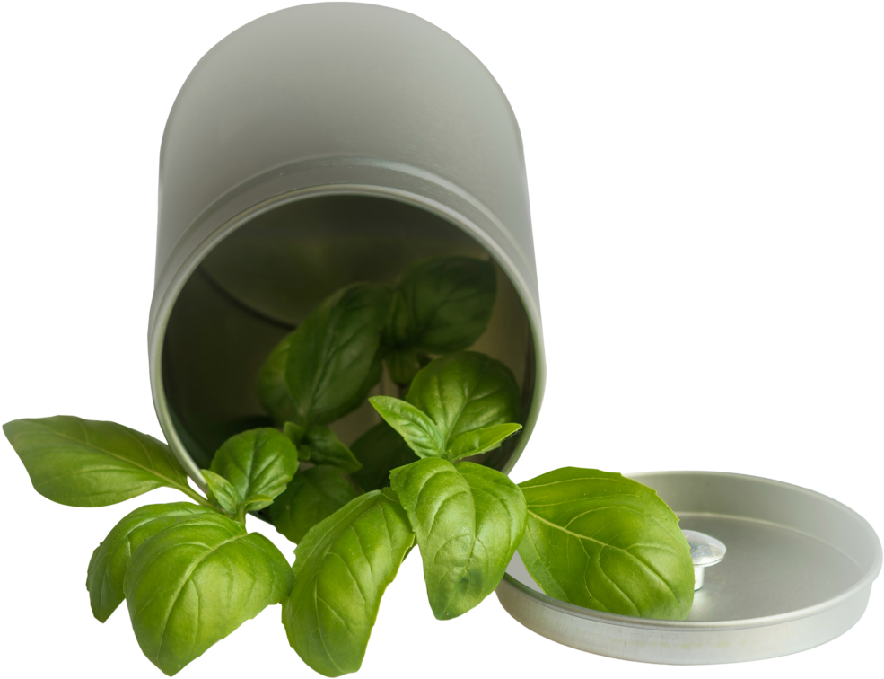 Free Png Basil Leaf Pot Png Images Transparent - Basil Transparent Png (850x651), Png Download