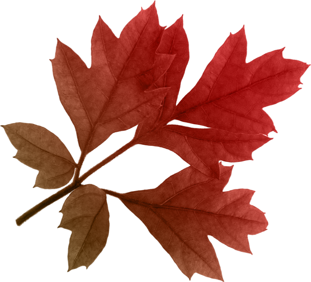 Flower And Leaves For Decorations Transparent Clipart (1024x928), Png Download