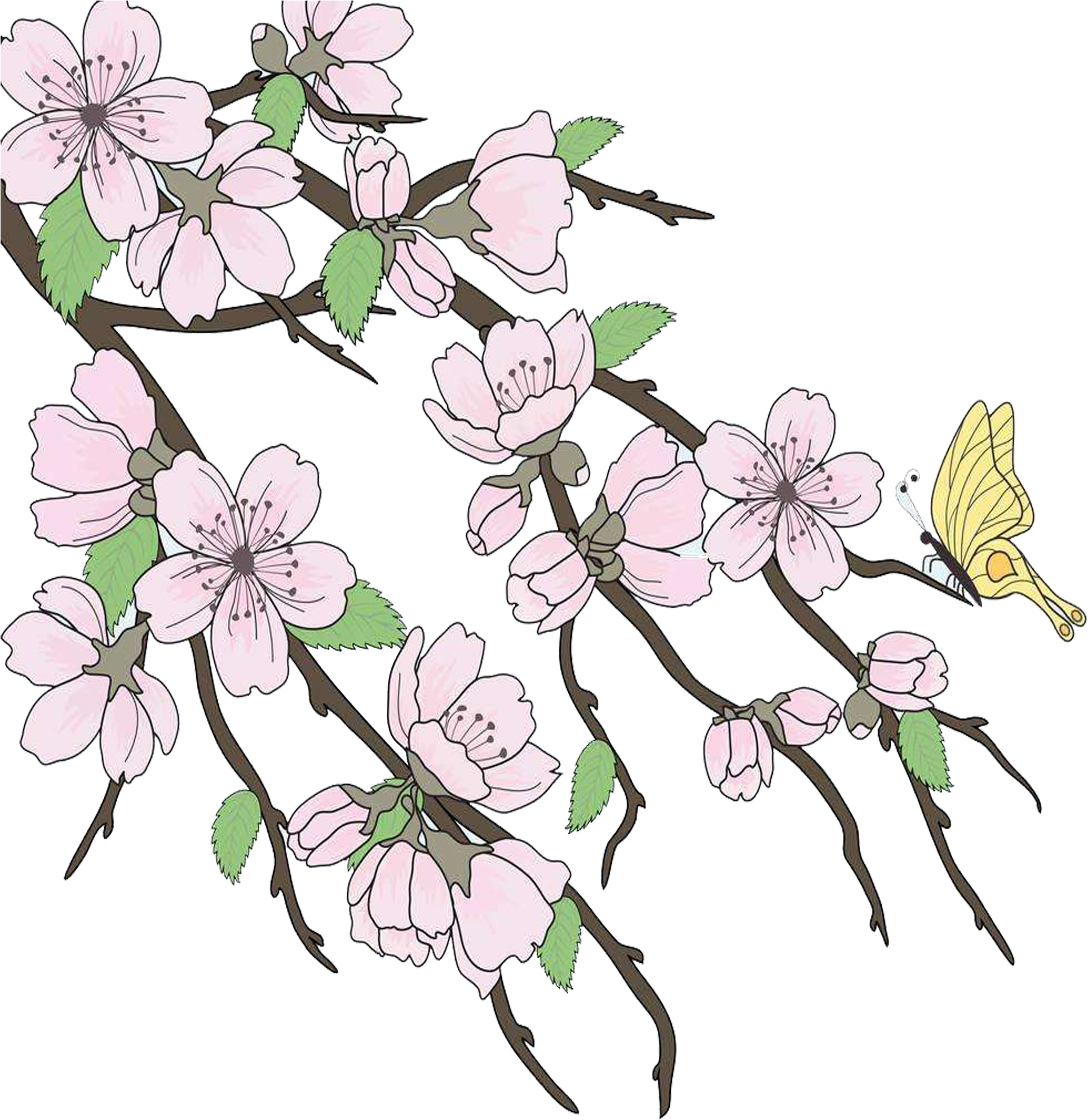 Cherry Blossom Drawing Branch - Beautiful Drawings Branch (2362x2362), Png Download