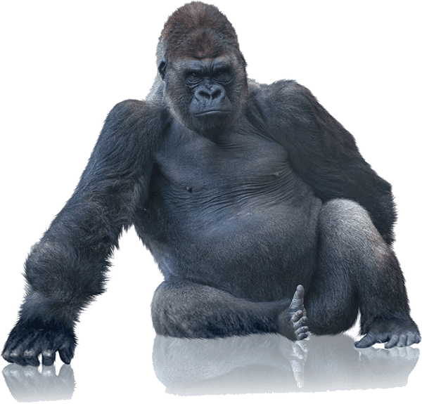 Tough Gorilla Boxes With Our Bubble Wrap - King Kong White Background (600x575), Png Download