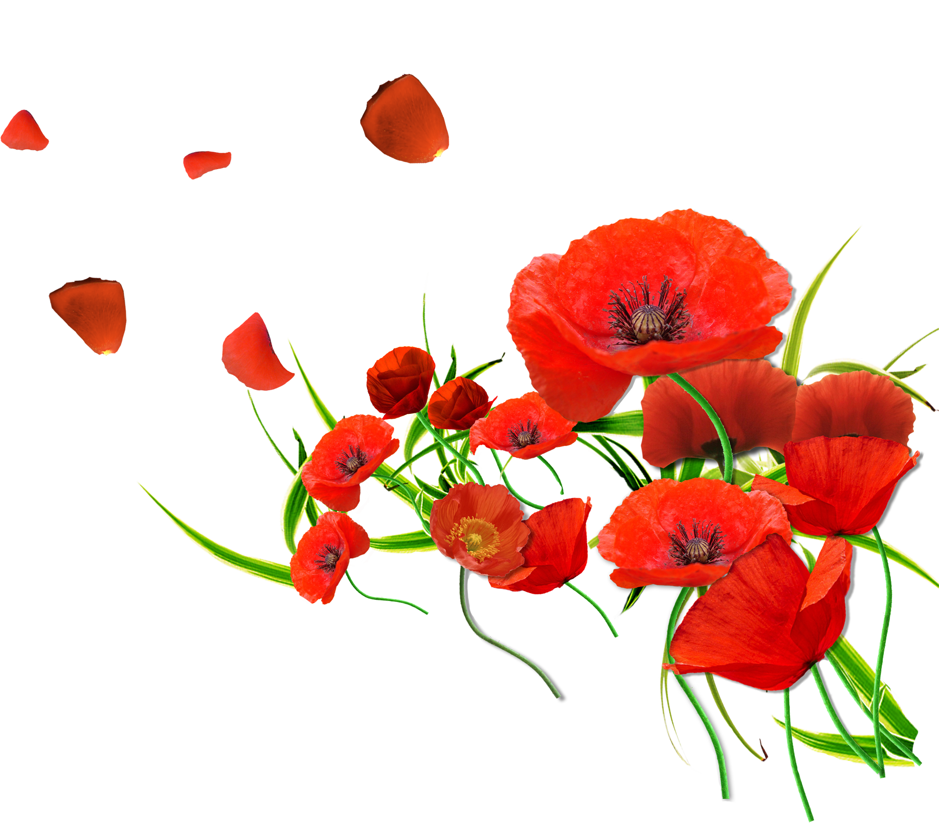 Png Free Download Render Renders Coquelicot Rouge Fleur - Forget Me Not Red Flowers (1836x1611), Png Download