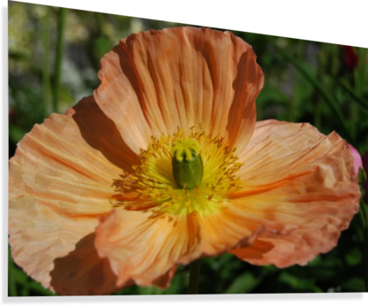 A Poppy Flower Growing Canvas Print - Poppy (416x346), Png Download