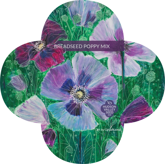 Seed (700x699), Png Download