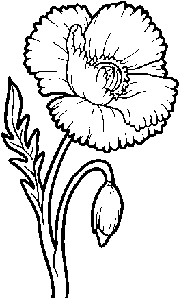 A Poppy Flower Coloring Page - Amapola Para Dibujar (600x470), Png Download