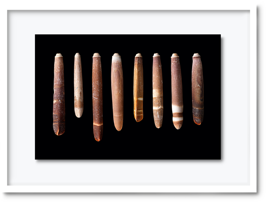 51 - Dav#pearce-shells1 (1000x800), Png Download