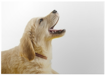 Golden Retriever Puppy With Open Mouth Poster • Pixers® - Dog Barking (400x400), Png Download