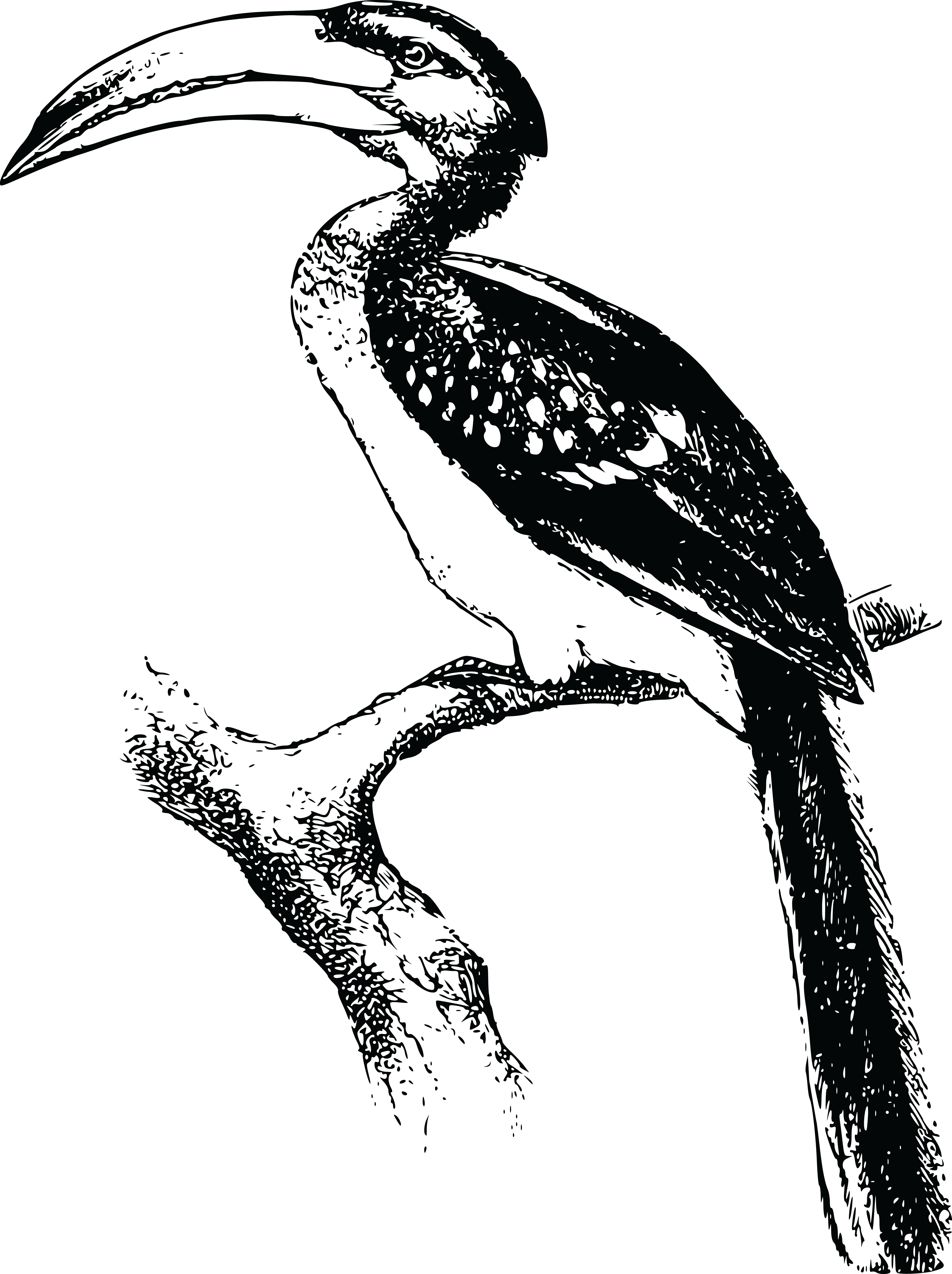 , , - Hornbill Black And White Png (4000x5352), Png Download