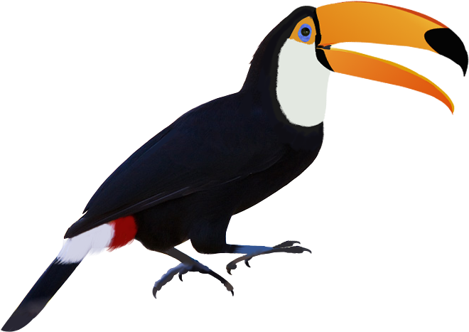 Toucan (960x720), Png Download