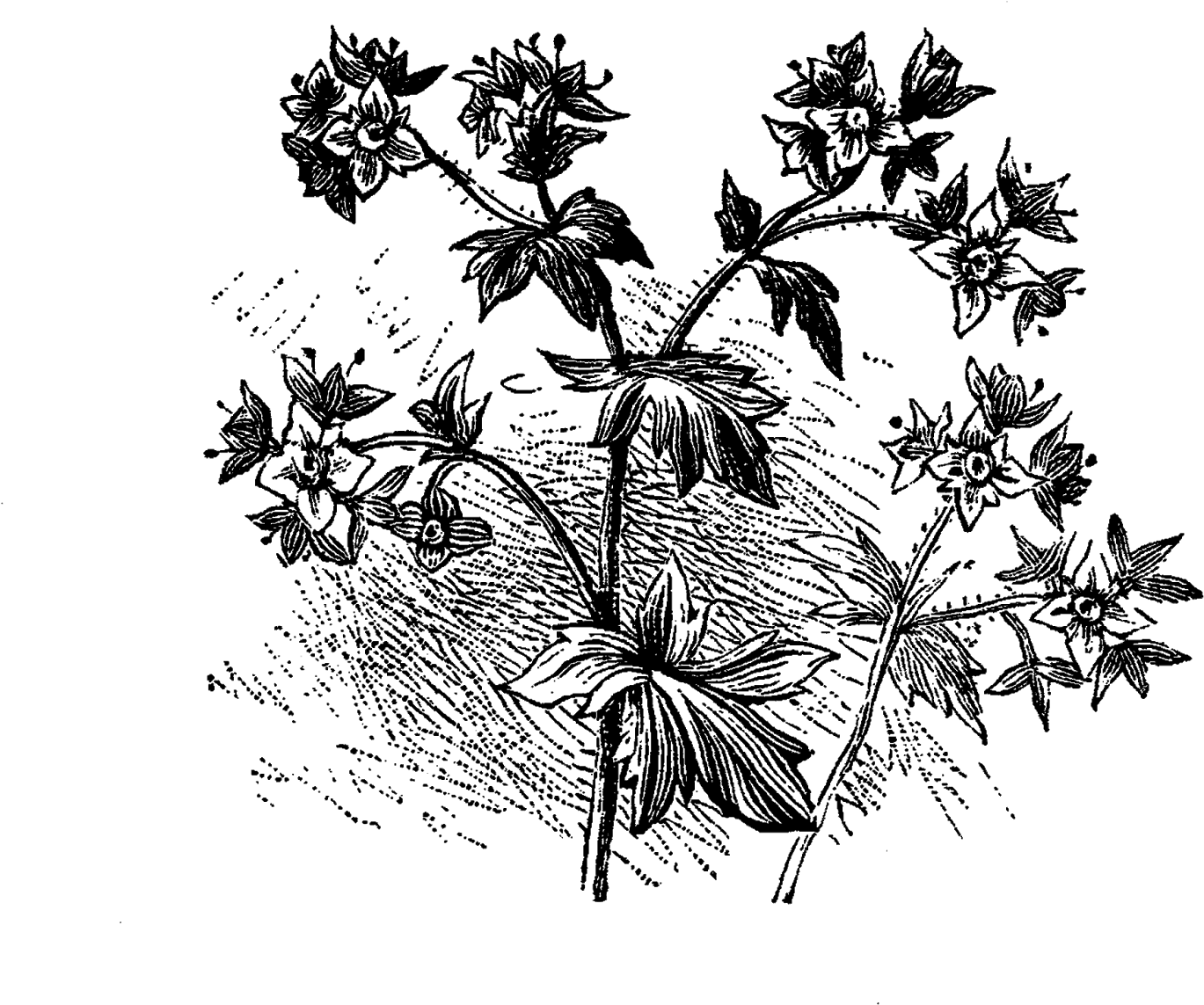 Digital Flower Illustration - Illustration (1600x1340), Png Download