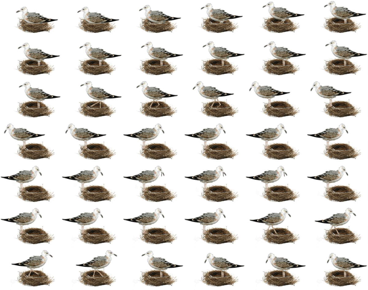 Виртуальный Дух-помощник - Raccoon (1200x966), Png Download