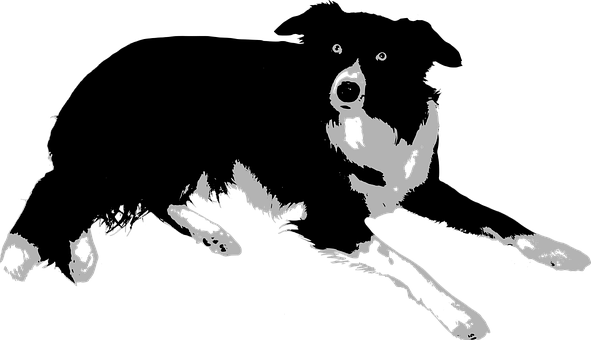 If You Want A Great Place To Buy Dog Accessories Like - Border Collie Vector Png (591x340), Png Download