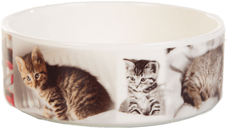 Cat (508x696), Png Download