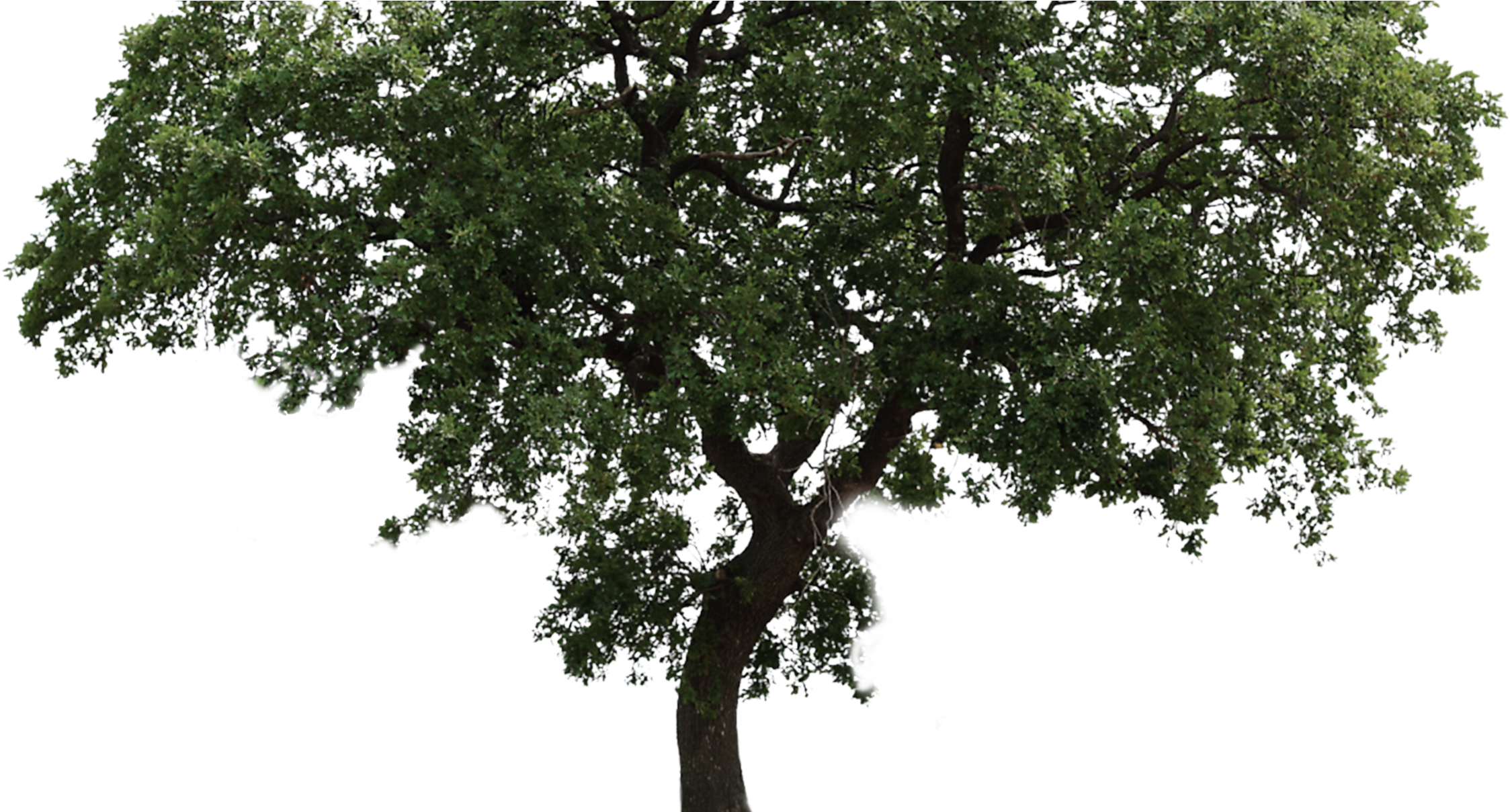 Arbol - Arvore Png Fundo Transparente (2257x1208), Png Download