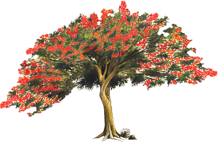 Royal Poinciana Tree Png (750x502), Png Download