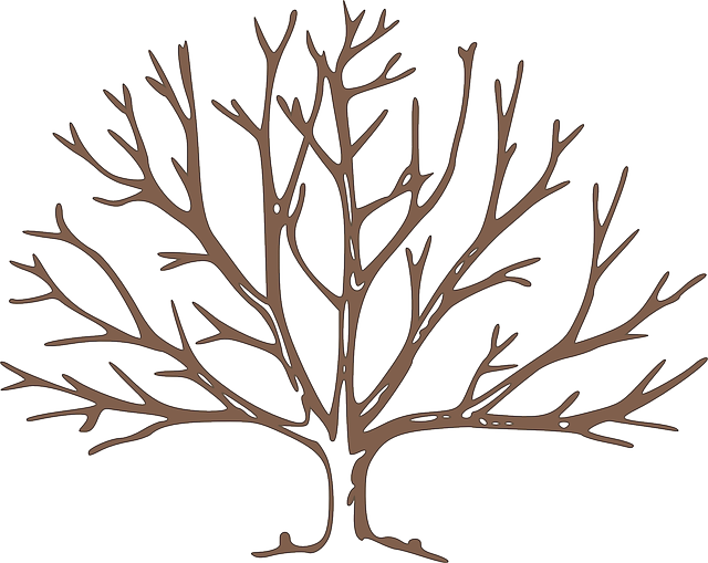 Partes Del Árbol Frutal - Draw A Winter Tree (640x509), Png Download