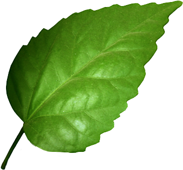 Hojas De Arbol Png - Green Leaf (440x383), Png Download
